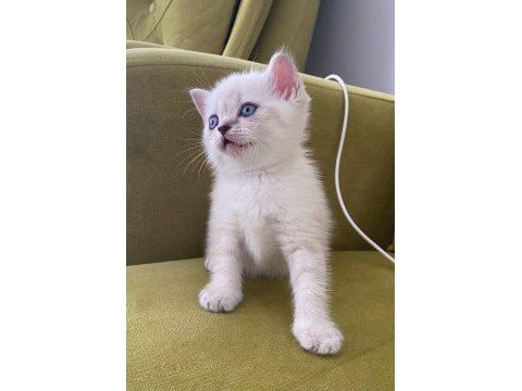 British shorthair lynx point dişi kedimiz