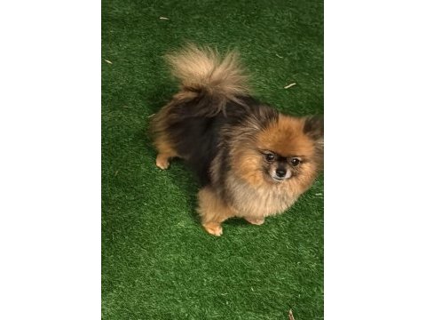 3 yaş dişi pomeranian