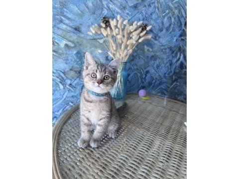 British shorthair black golden dişi ve erkek yavrular