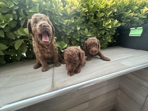 2 aylık poodle yavruları
