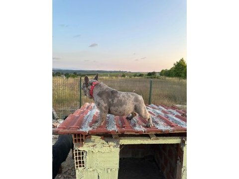 Masrafsız dişi french bulldog