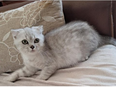Scottish fold silver erkek