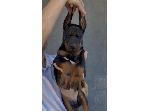 Şecereli european doberman