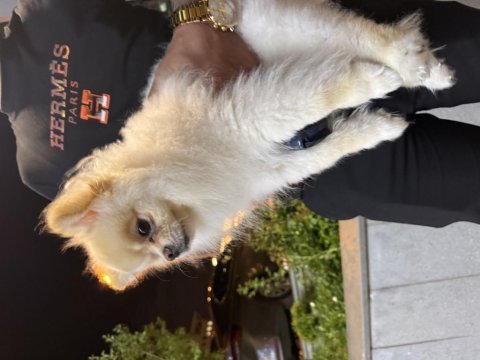 Pomeranian boo safkan