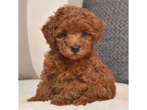 Safkan toy poodle yavruları ırk garanti ücretsiz teslimat
