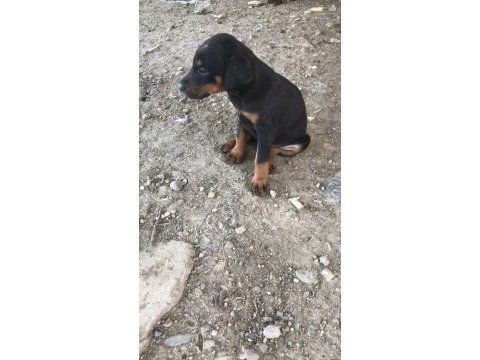 Doberman 35 günlük dişi