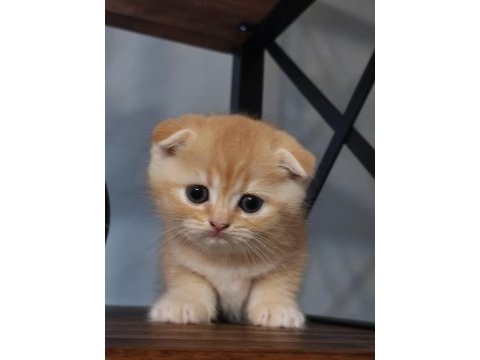 Golden fold top kafa scottish fold bebeğim