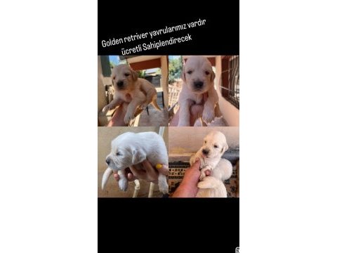 25 günlük golden retriever yavruları
