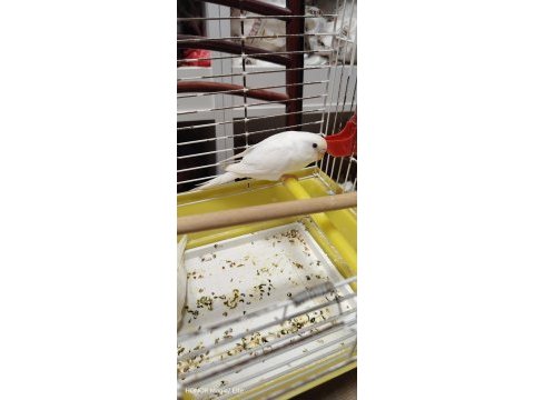 Yeni yeme düştü muhabbet kuşu