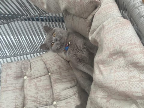İzmir güzeli british shorthair