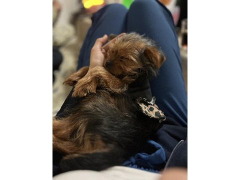 7 aylık yorkshire terrier