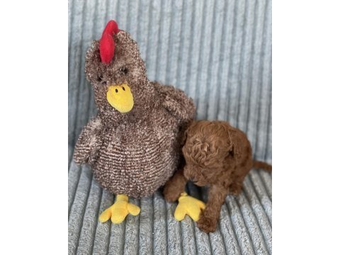 Eşsiz güzellikte toy poodle yavrumuz