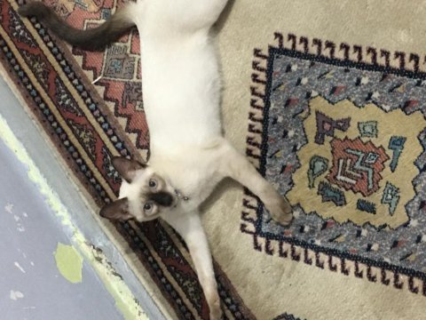 7 aylık siyam oyucu dişi kedim