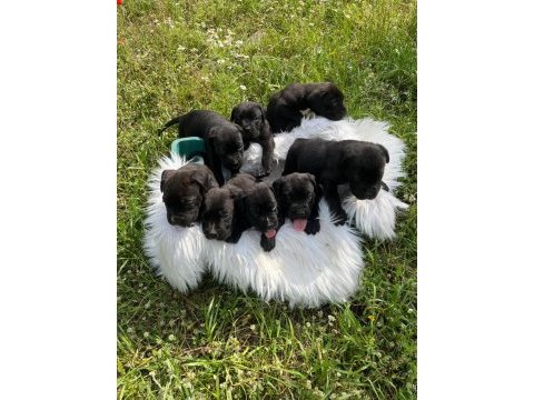A şecereli kif kayıtlı dev cane corso