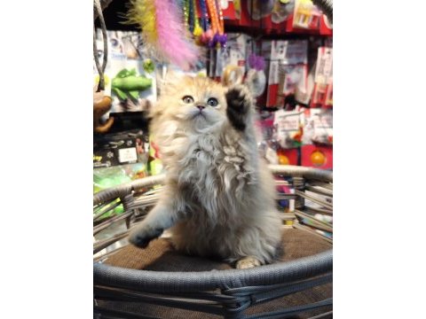 British longhair ny25 anne baba safkan yavrumuz dişi