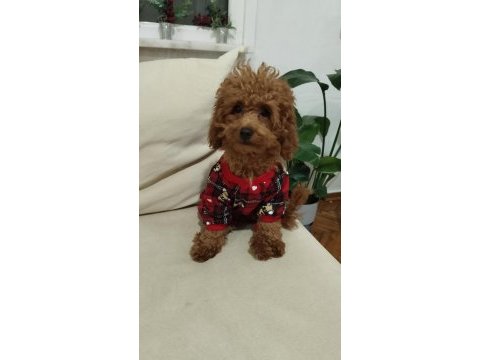 Acil toy poodle