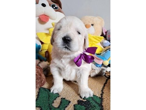 Golden retriever yavrular için ulaşabilirsiniz