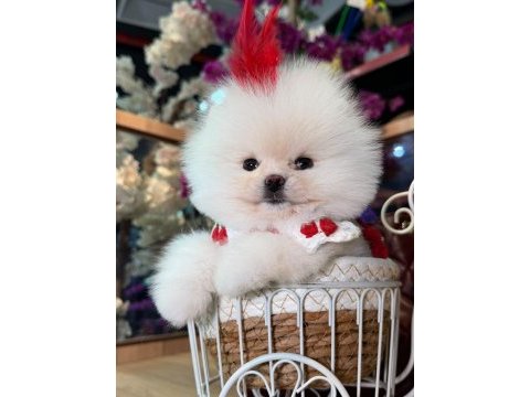 Sağlık ve ırk garantili pomeranian