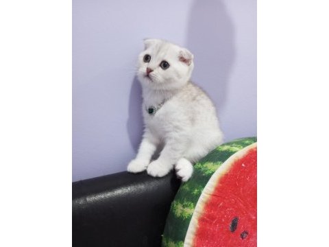 Safkan scottish fold ve straight yavrular catteryden