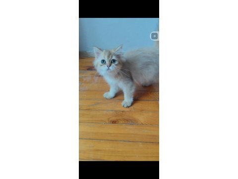 British longhair golden