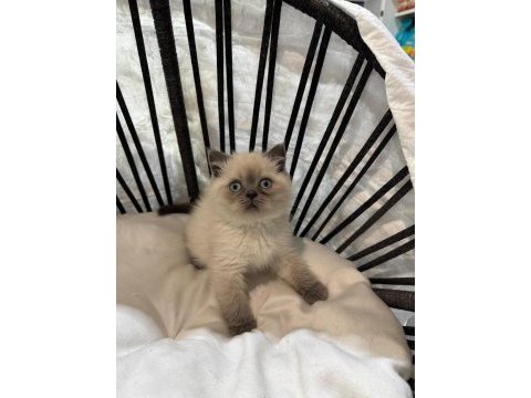 Mükemmel kalitede british shorthair yavrularımız