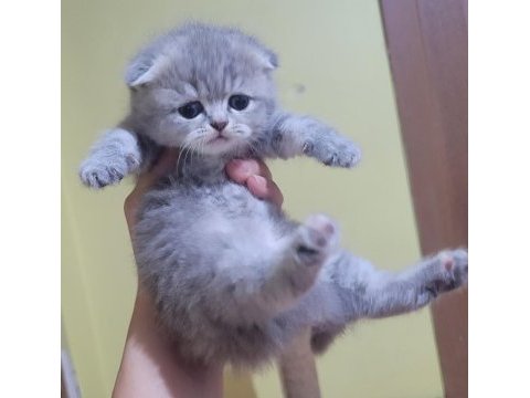 Scottish fold 2 dişi ve 2 erkek bebek