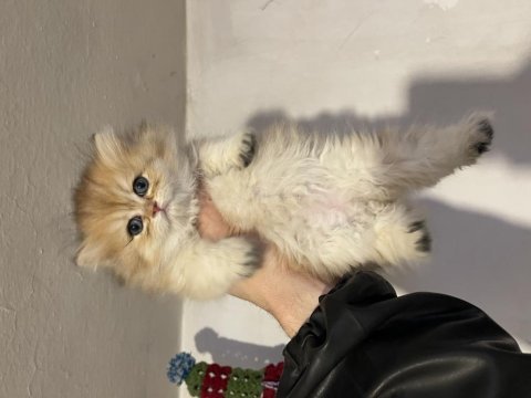 Anne baba şecereli safkan british longhair dişi