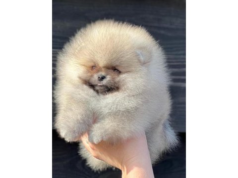 Teddy bear boo yavrular taksitle heryere gönderilir