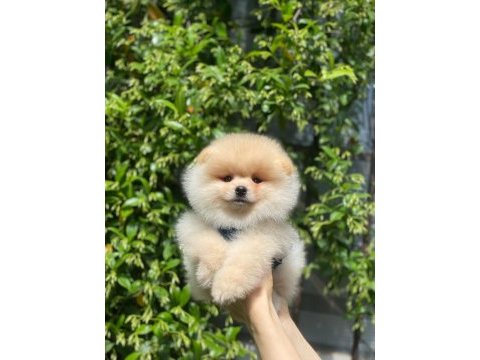 Pomeranian boo teacup yavru bebekler