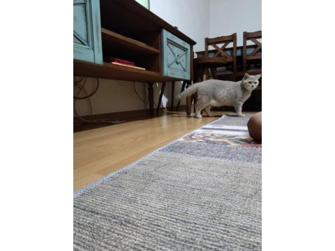 British shorthair yavrumuz yeni yuvasını arıyor