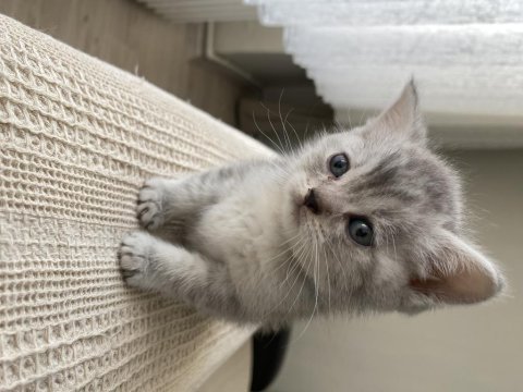 British shorthair bebekler yeni ailelerini bekliyor