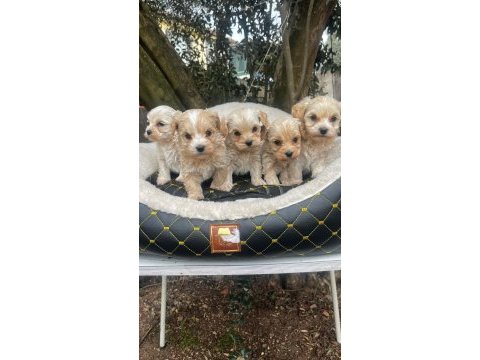 Maltipoo yavrularımız