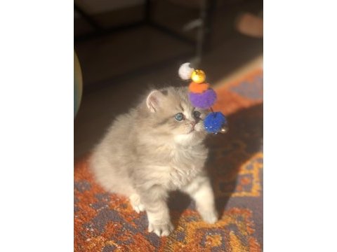 Güzeller güzeli blue golden british longhair