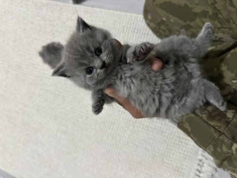 Bebek kedilerimize yeni yuva aranıyor