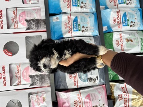 Dişi erkek maltipoo bebeklerimiz