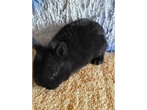 Netherland dwarf hollanda cücesi tavşan