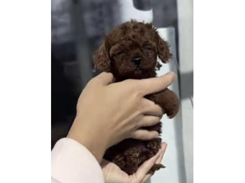 Toy poodle sağlıklı