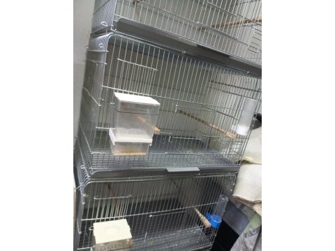 Yeni şov jumbo muhabbet kuşlar 3-4 aylıklar