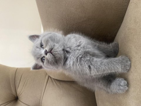 Yavru 45 günlük british shorthair kediler