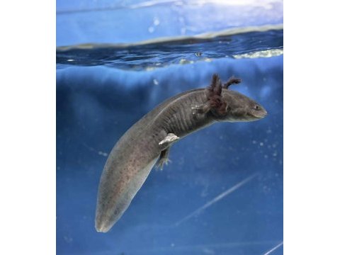 16-17 cm civarı axolotl
