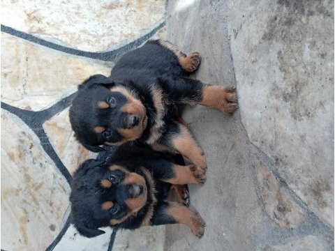 Erkek dişi rottweiler yavrular