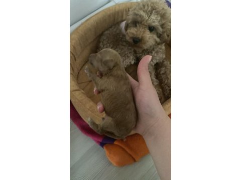 1 haftalık poodle bebekler