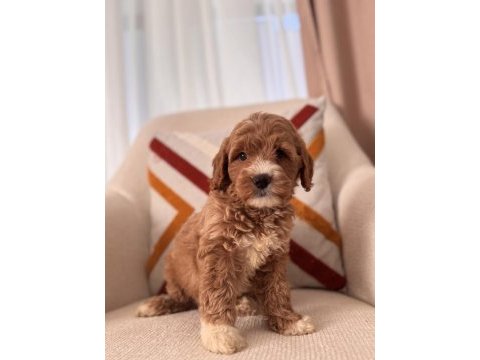 Orjinal maltipoo bebeklerim