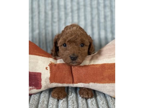 Eşsiz güzellikte toy poodle yavrumuz