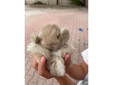 Minilop orijinal ırk