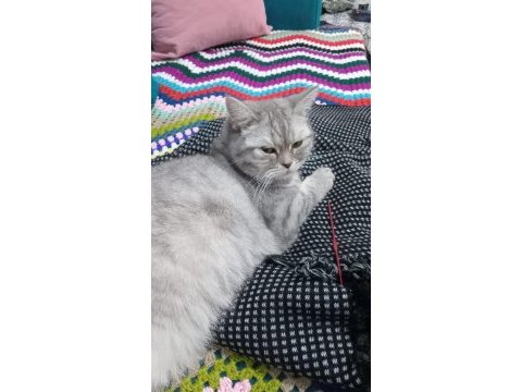 1 yaşında kedimiz aya için yeni yuva arıyor