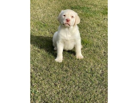 Safkan labrador retriever yavruları