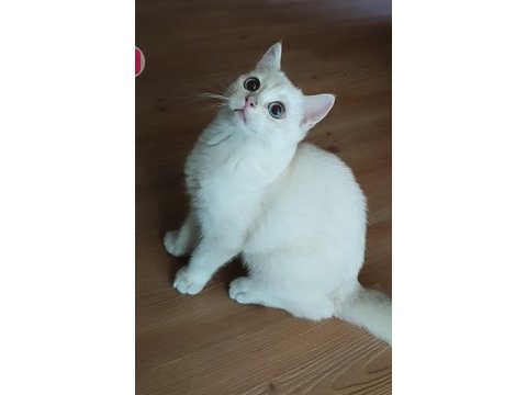 Safkan british shorthair