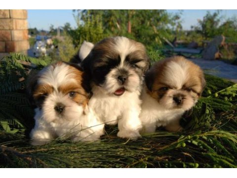 Üreticiden shih tzu yavrular