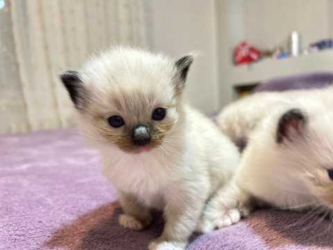 Şecere garantılı anne ve baba şampıyon hatlardan kediler